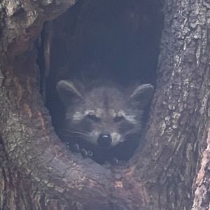 Meet your Posher, Will